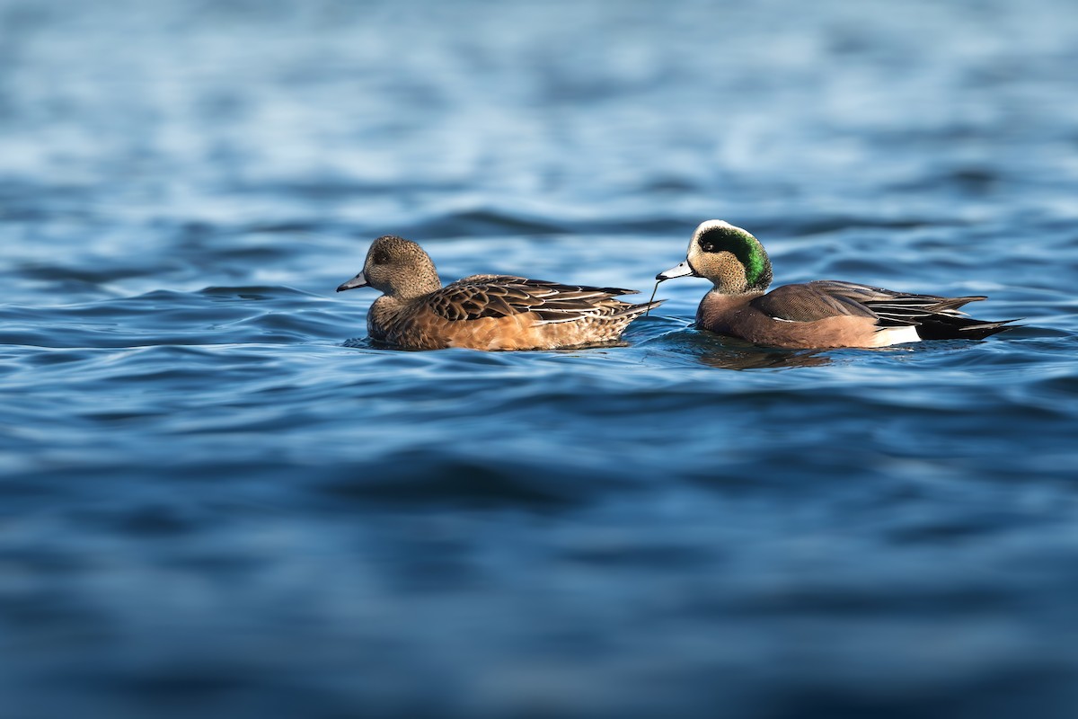 American Wigeon - Murthy Putrevu