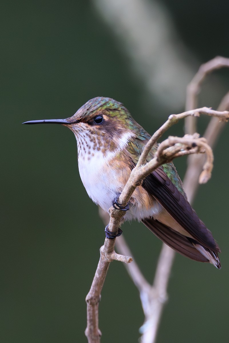 Volcano Hummingbird - Norman Graf