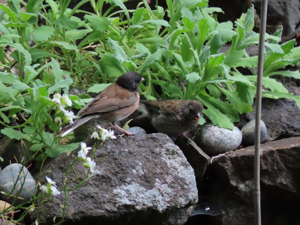 Dark-eyed Junco - Heidi Powers-Armstrong