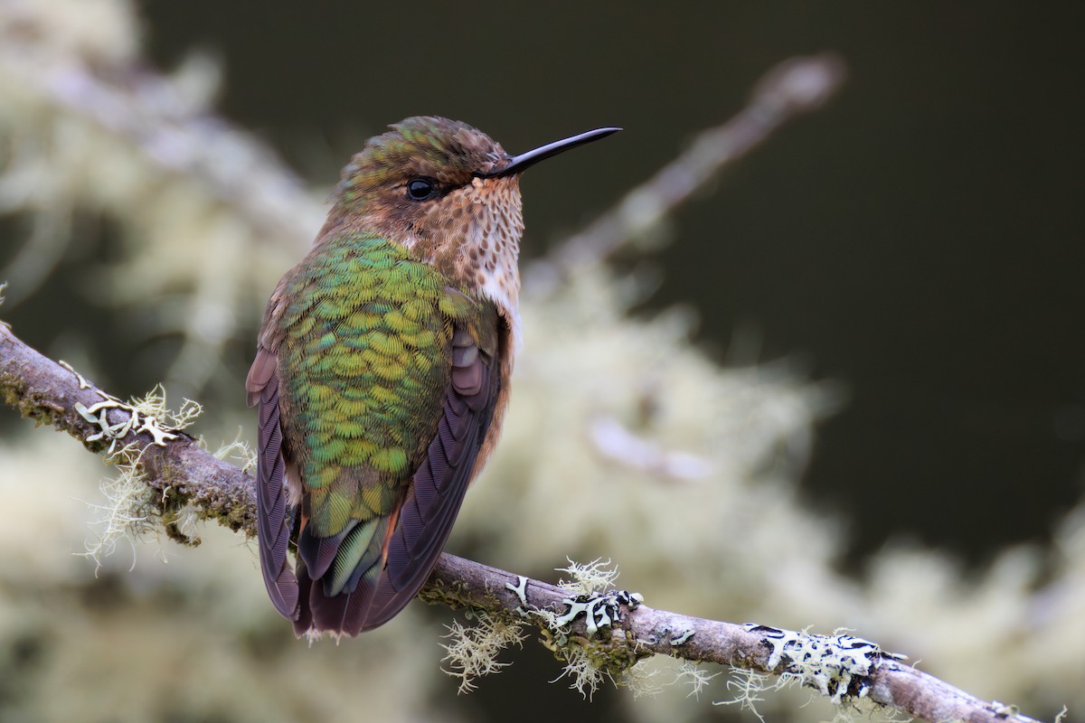 Volcano Hummingbird - Norman Graf