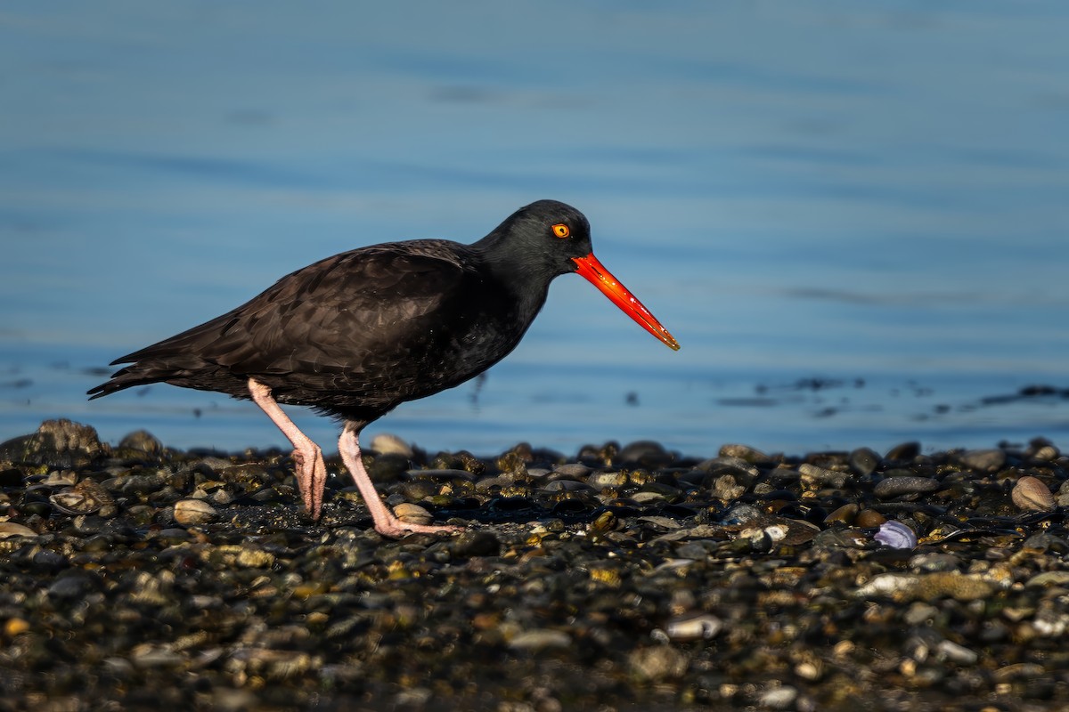 Black Oystercatcher - ML619660000