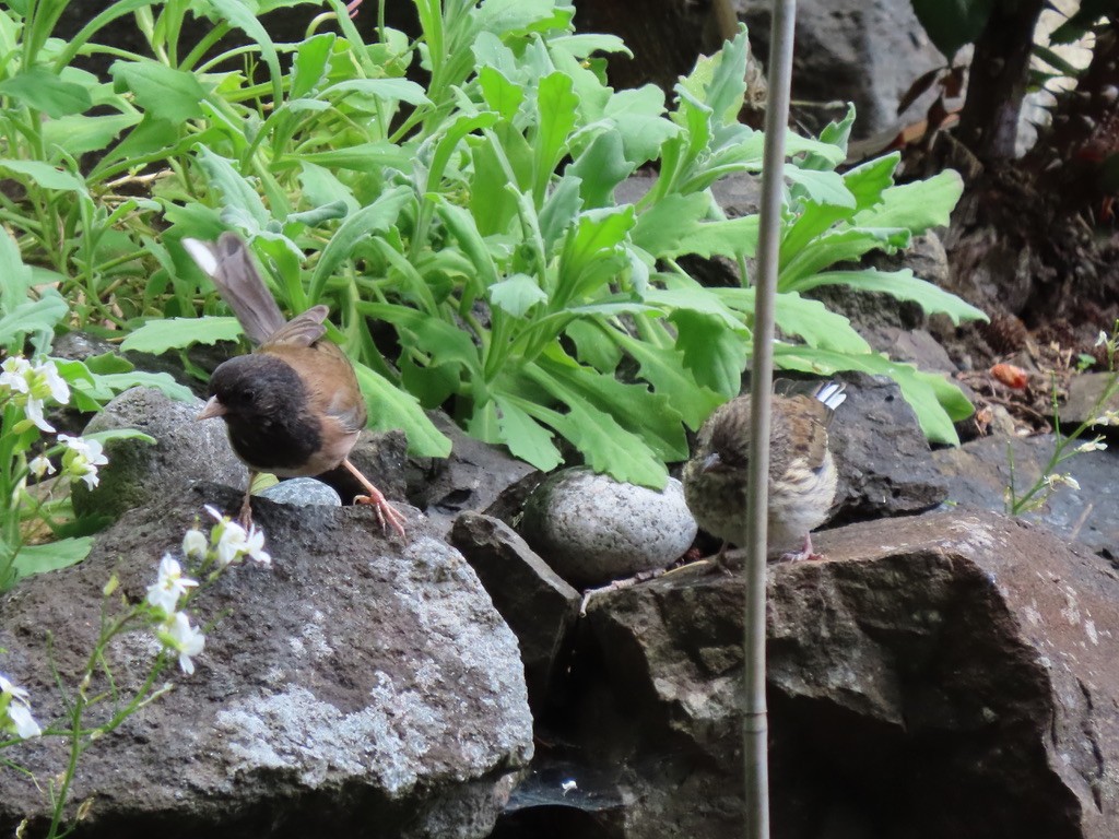 Dark-eyed Junco - Heidi Powers-Armstrong