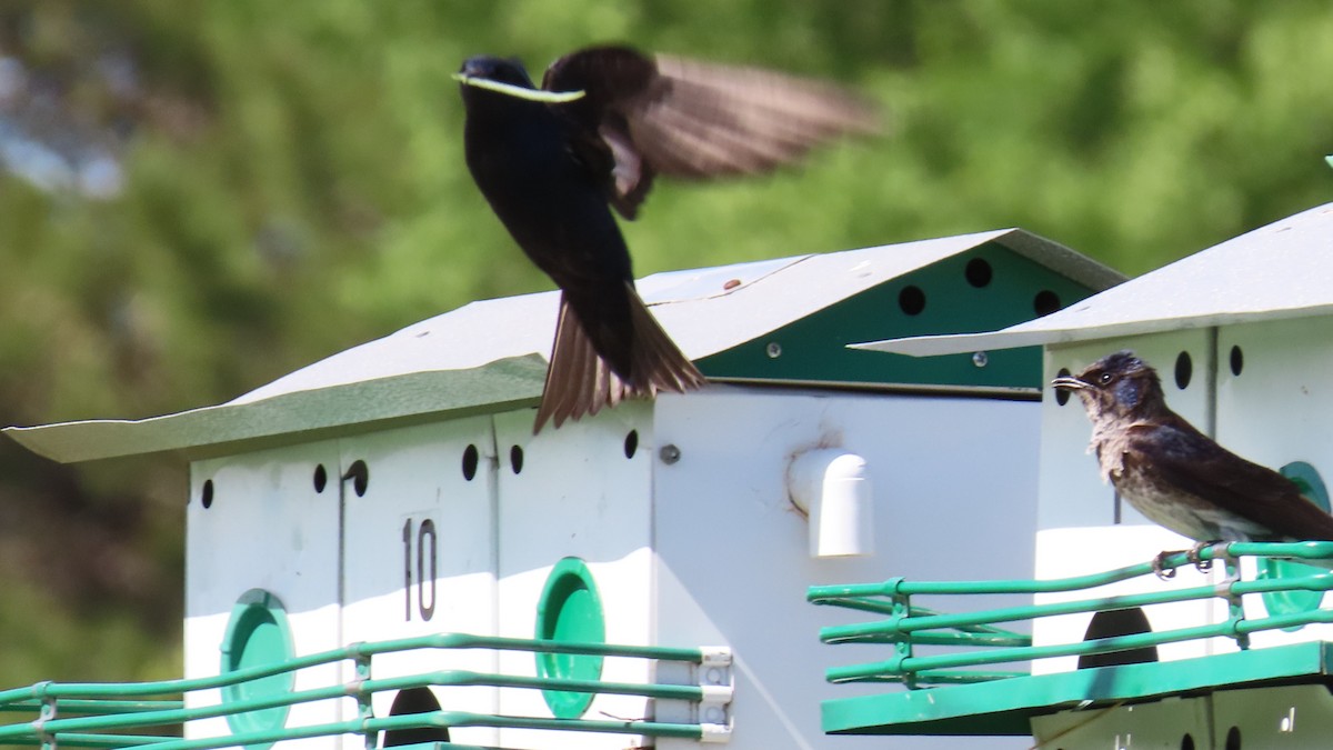 Purple Martin - Christopher Frick