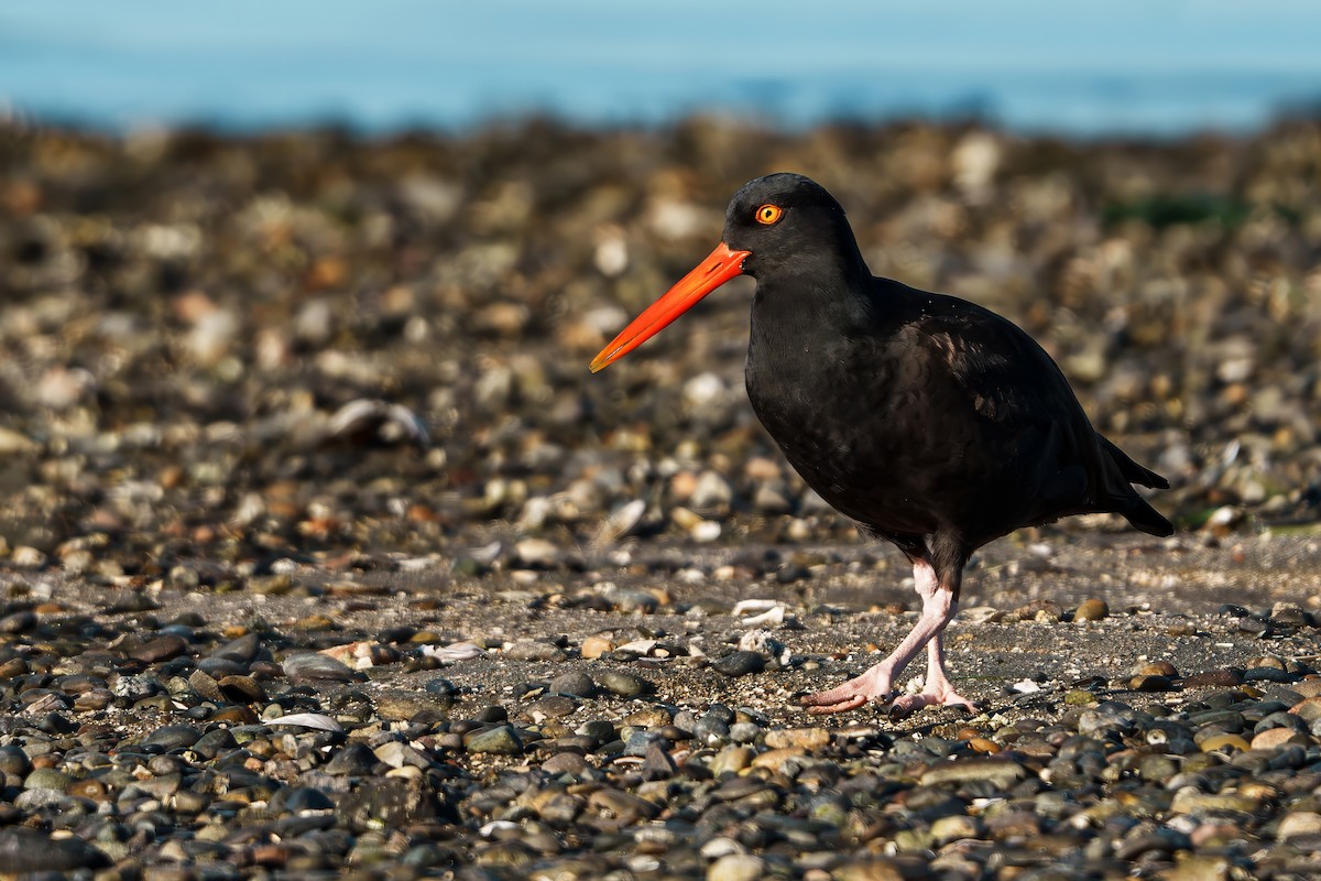 Black Oystercatcher - Murthy Putrevu