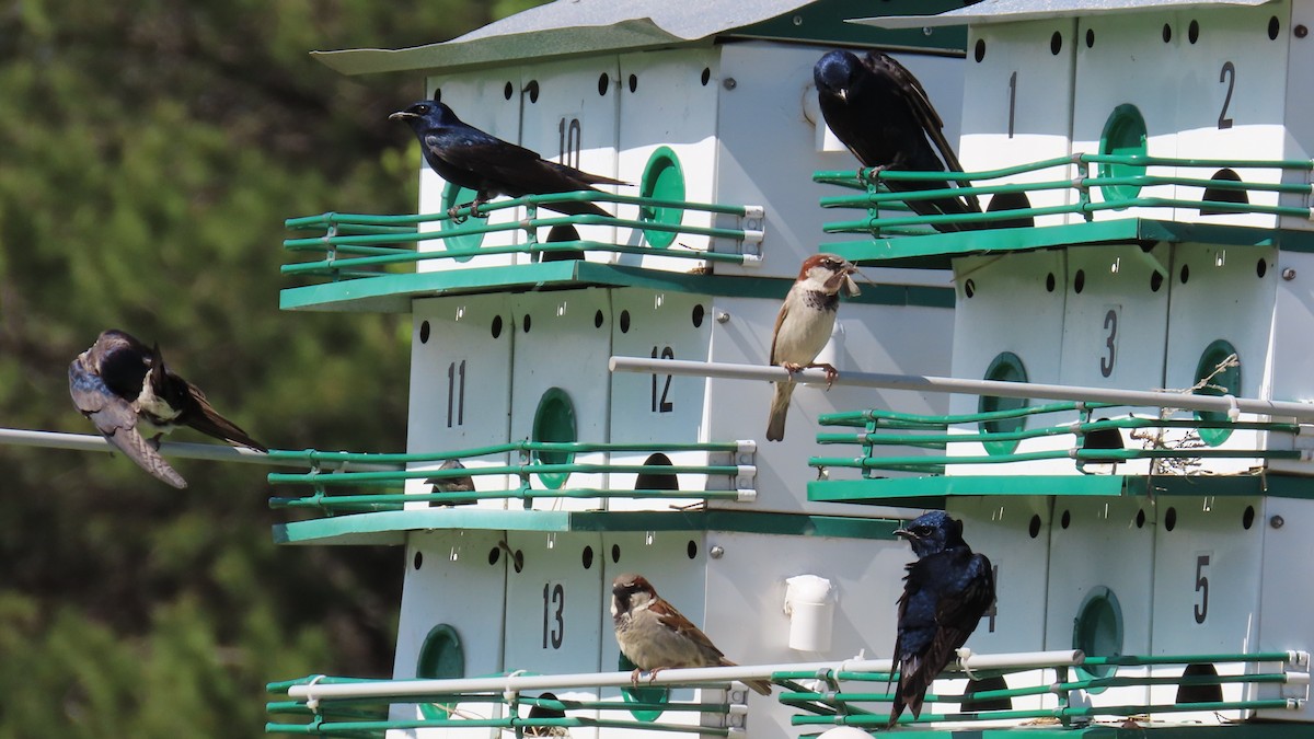 Purple Martin - Christopher Frick