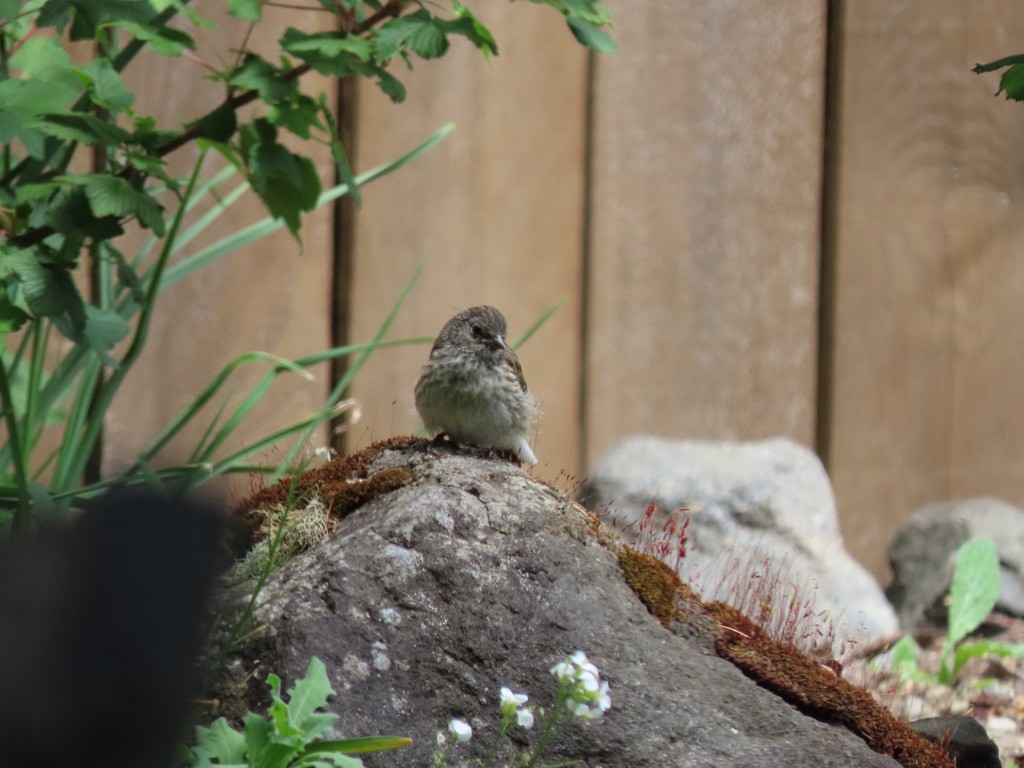 Dark-eyed Junco - Heidi Powers-Armstrong