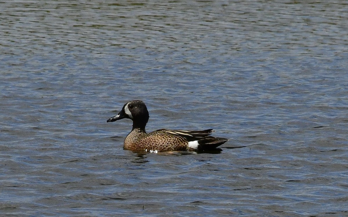 Blue-winged Teal - Gary Warner