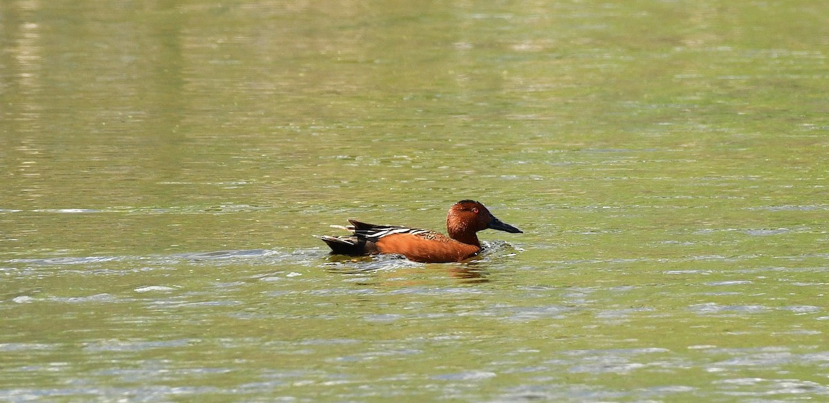 Cinnamon Teal - Gary Warner