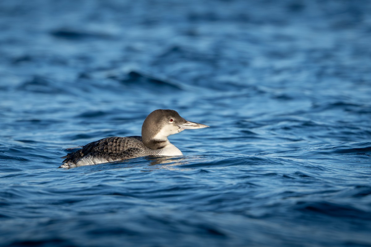 Common Loon - Murthy Putrevu