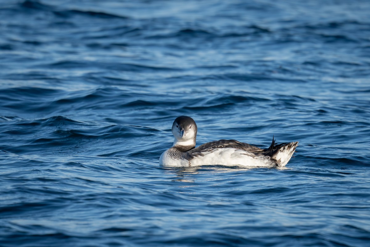 Common Loon - Murthy Putrevu