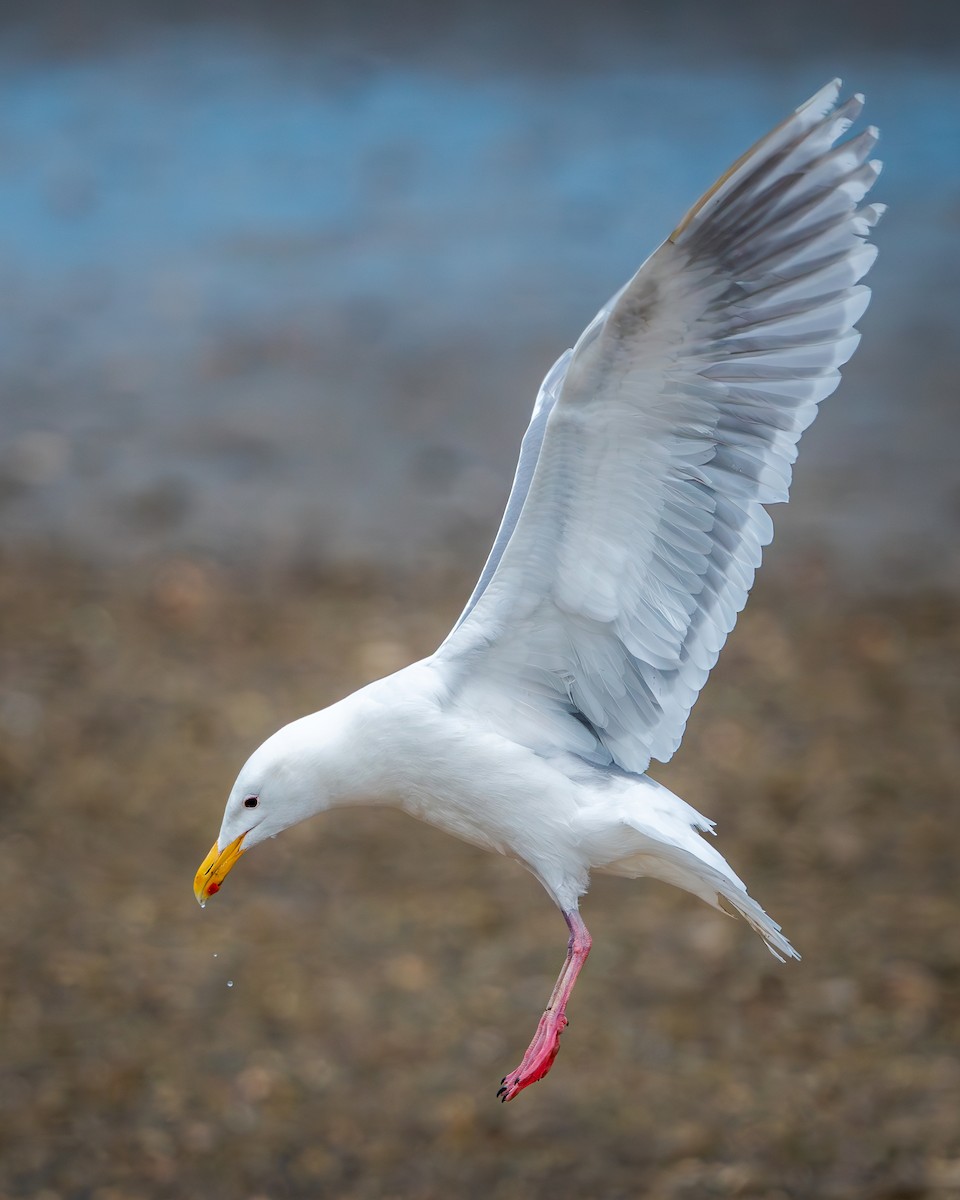 Glaucous-winged Gull - ML619660023