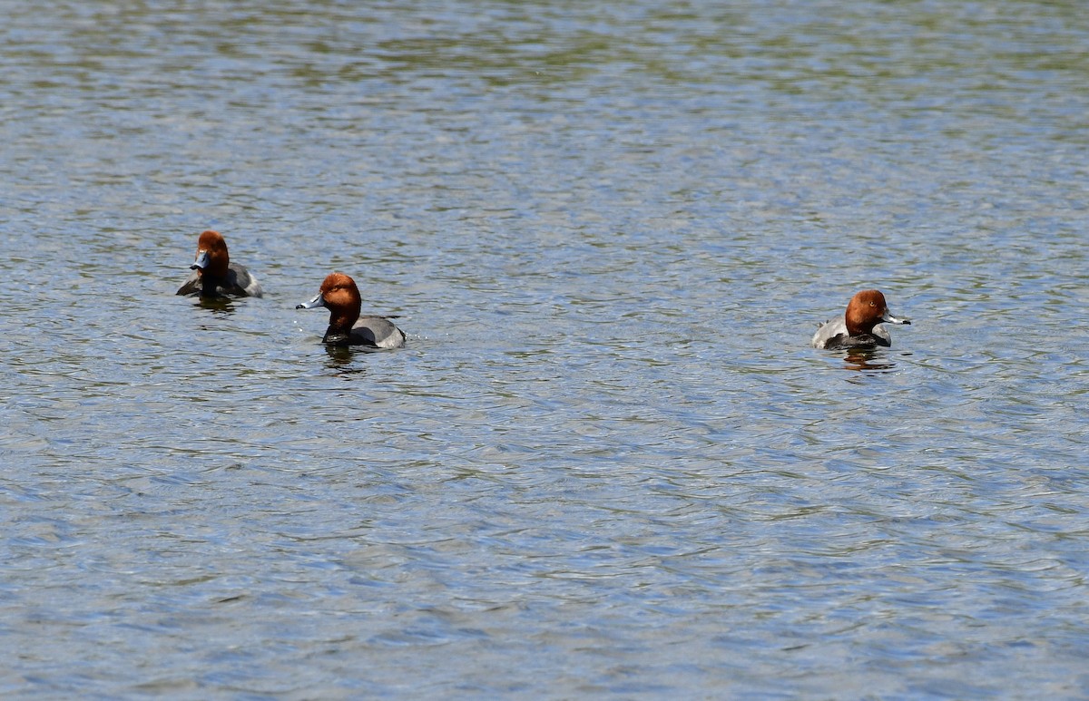 Redhead - Gary Warner