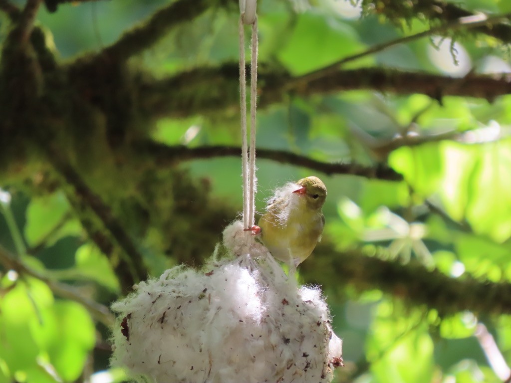 American Goldfinch - Heidi Powers-Armstrong