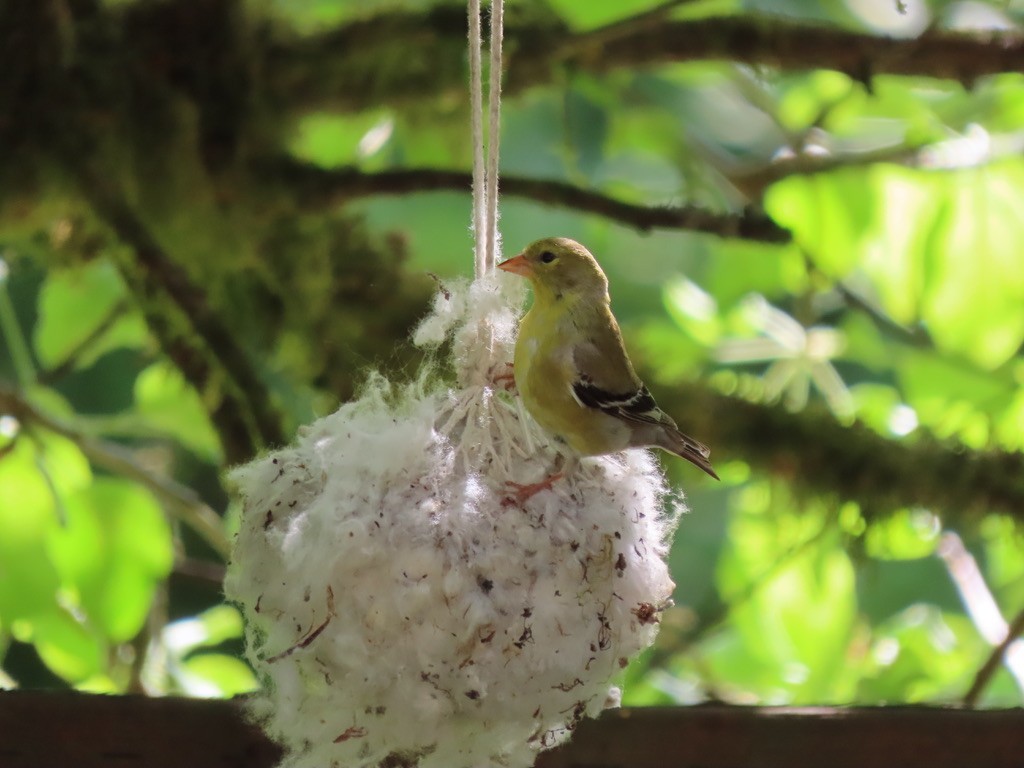 American Goldfinch - Heidi Powers-Armstrong