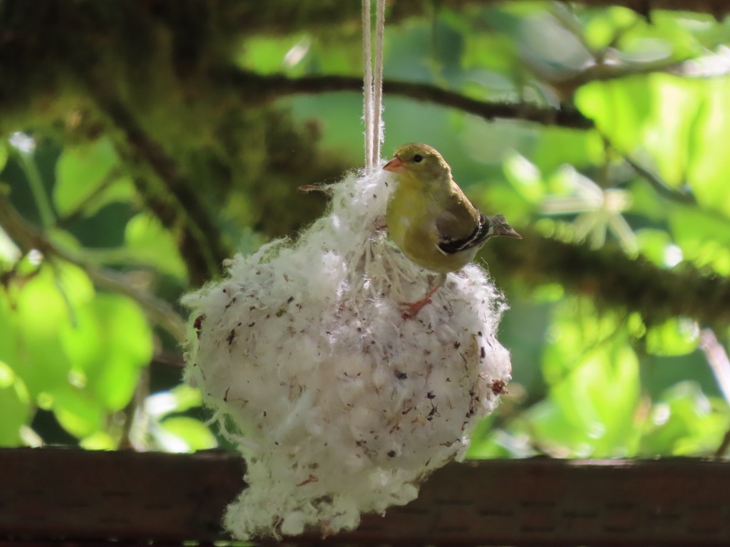 American Goldfinch - Heidi Powers-Armstrong