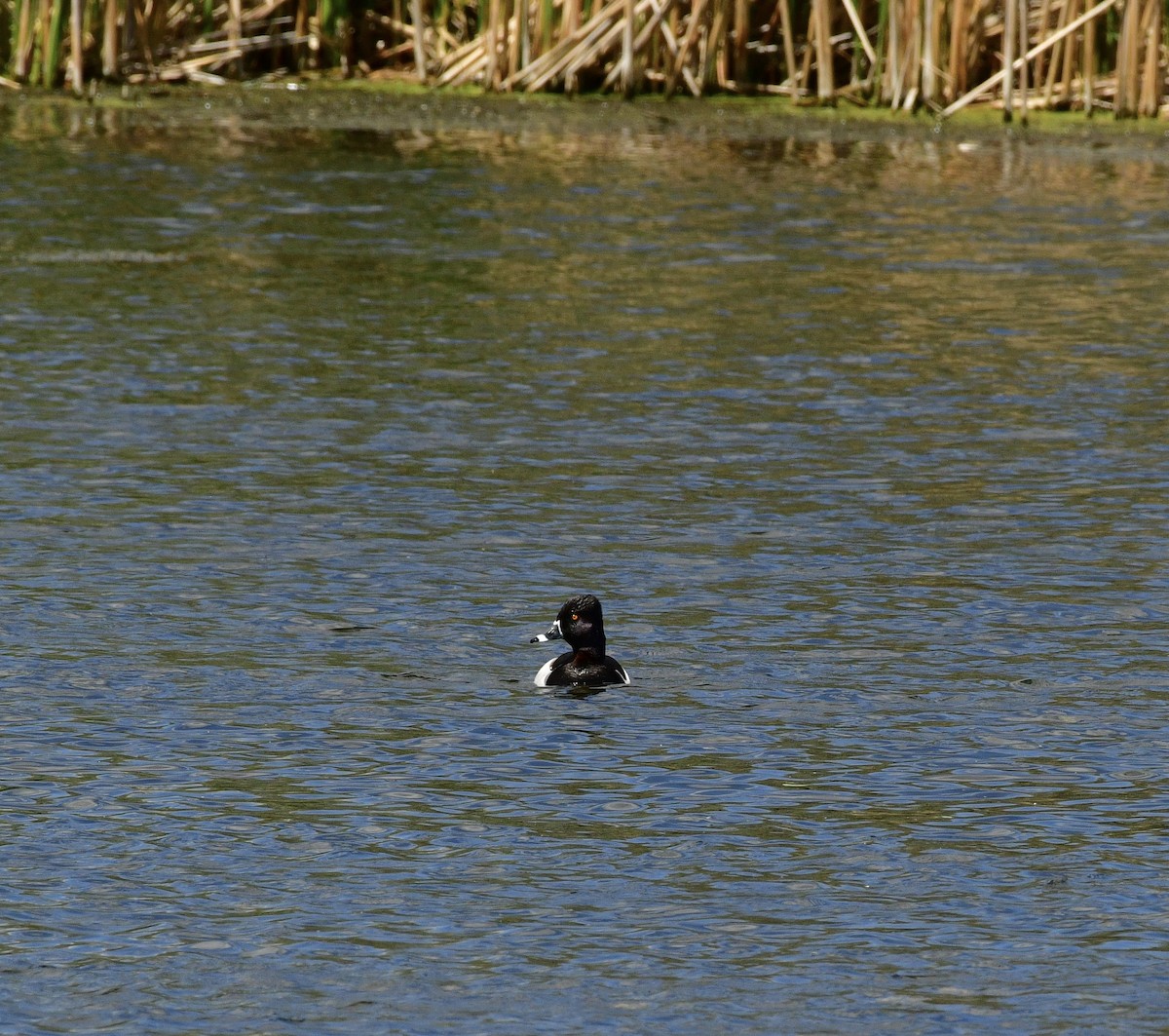 Ring-necked Duck - Gary Warner