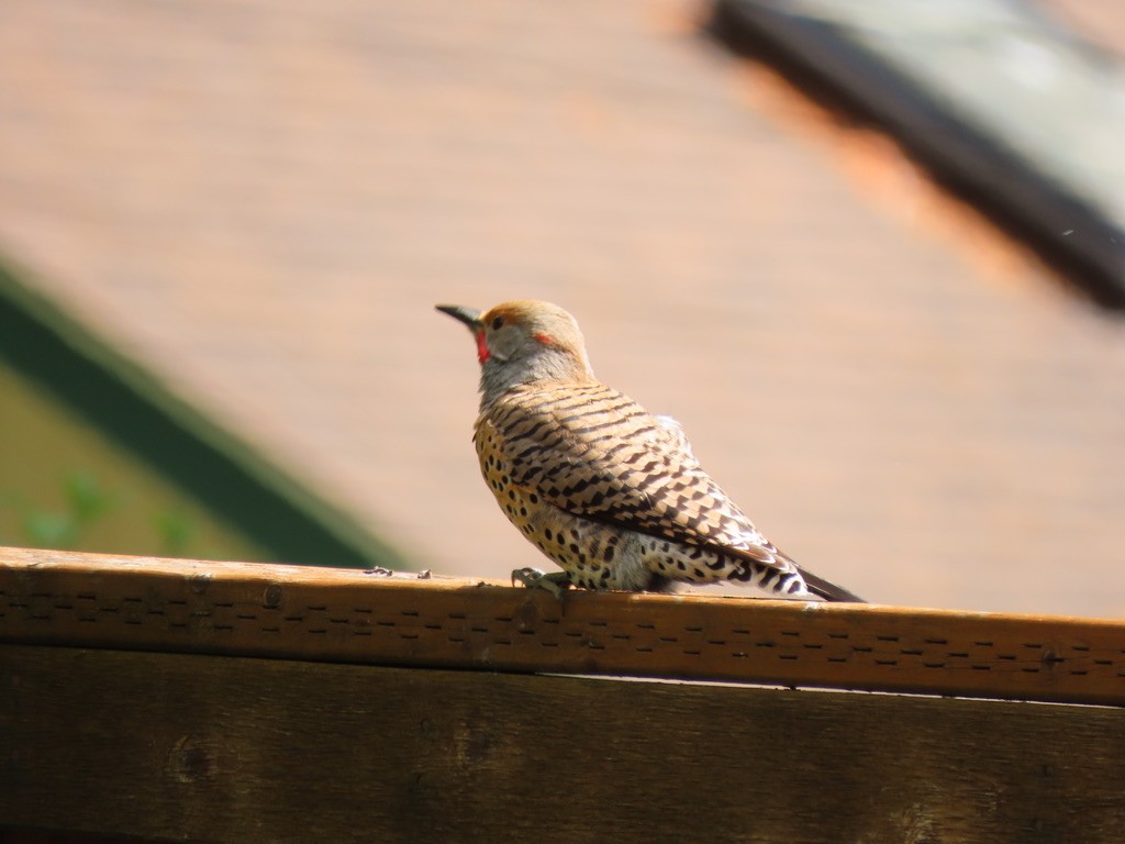 Northern Flicker - Heidi Powers-Armstrong