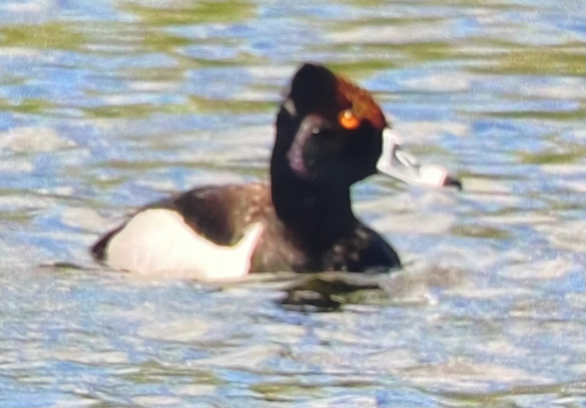 Lesser Scaup - Gary Warner