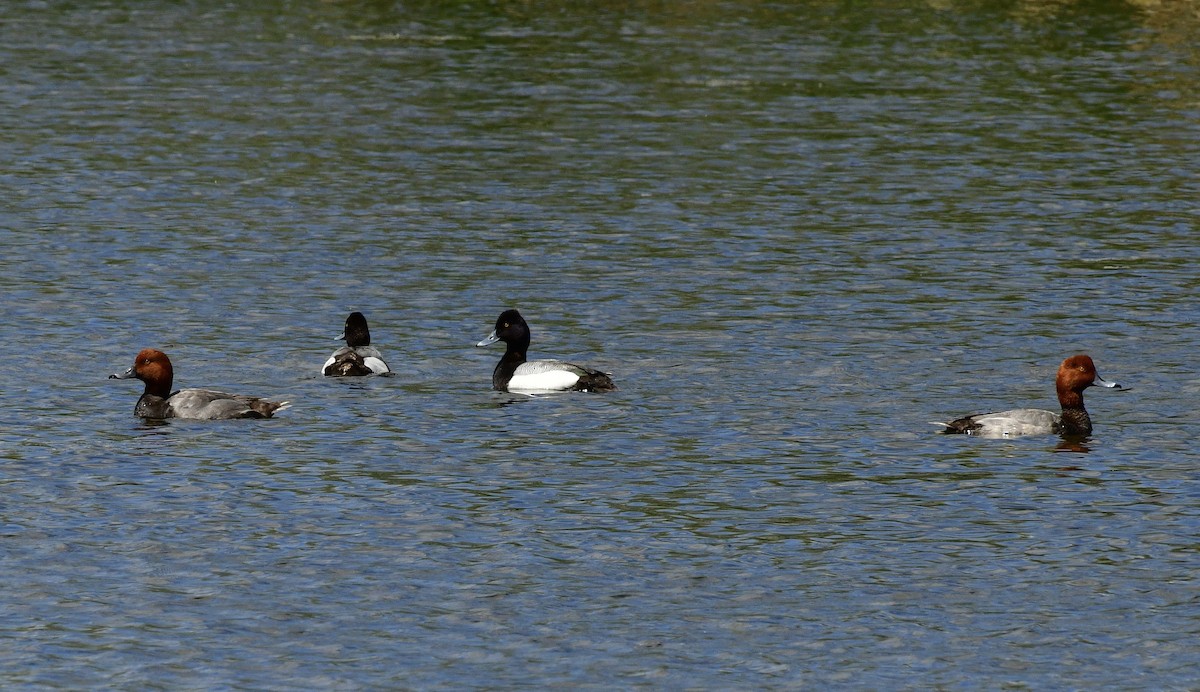 Lesser Scaup - Gary Warner