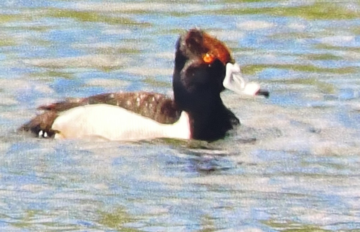 Lesser Scaup - Gary Warner