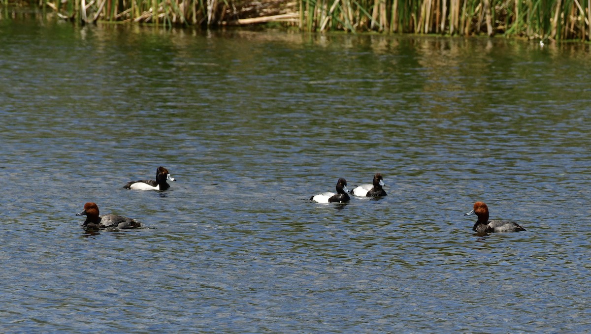 Lesser Scaup - ML619660047