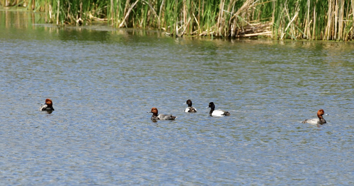 Lesser Scaup - Gary Warner