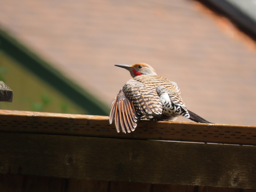 Northern Flicker - Heidi Powers-Armstrong