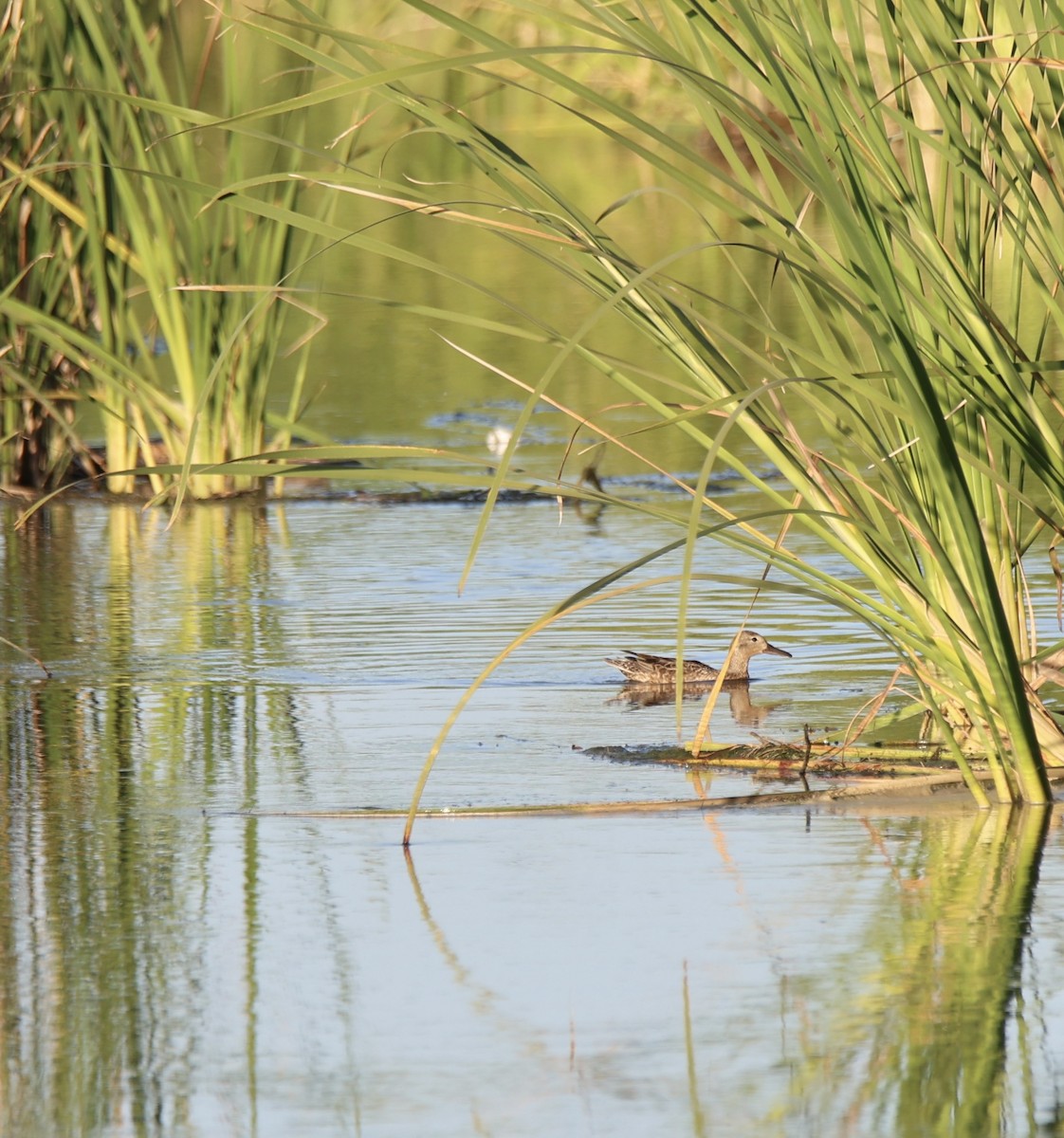 Cinnamon Teal - ML619660054