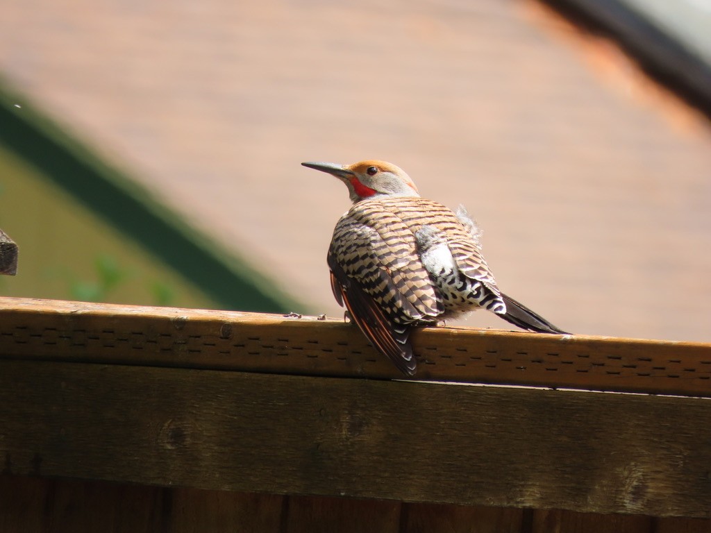 Northern Flicker - Heidi Powers-Armstrong