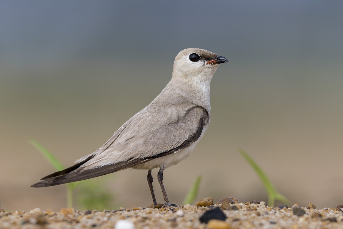 Small Pratincole - ML619660057