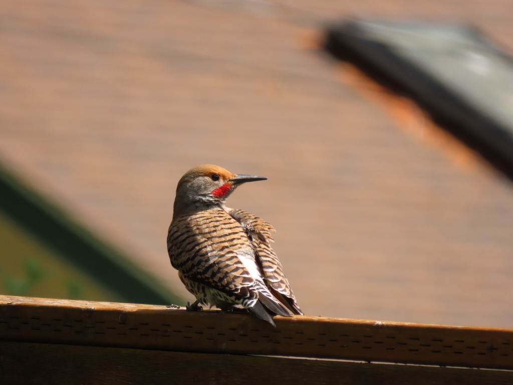 Northern Flicker - Heidi Powers-Armstrong