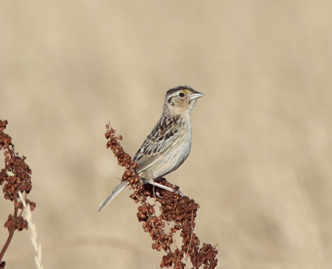 Grasshopper Sparrow - Tom Uslan