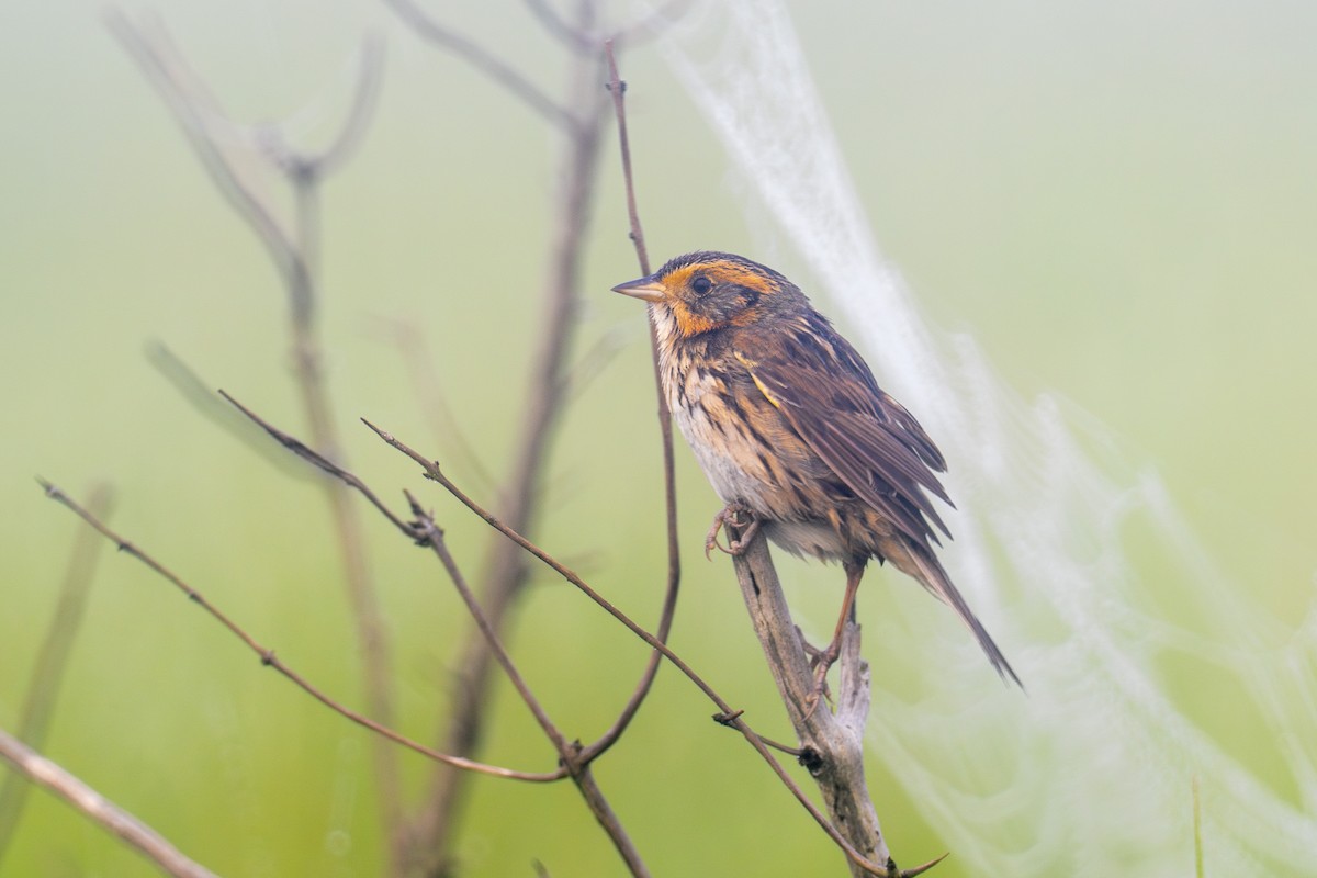 Saltmarsh Sparrow - Riley Metcalfe