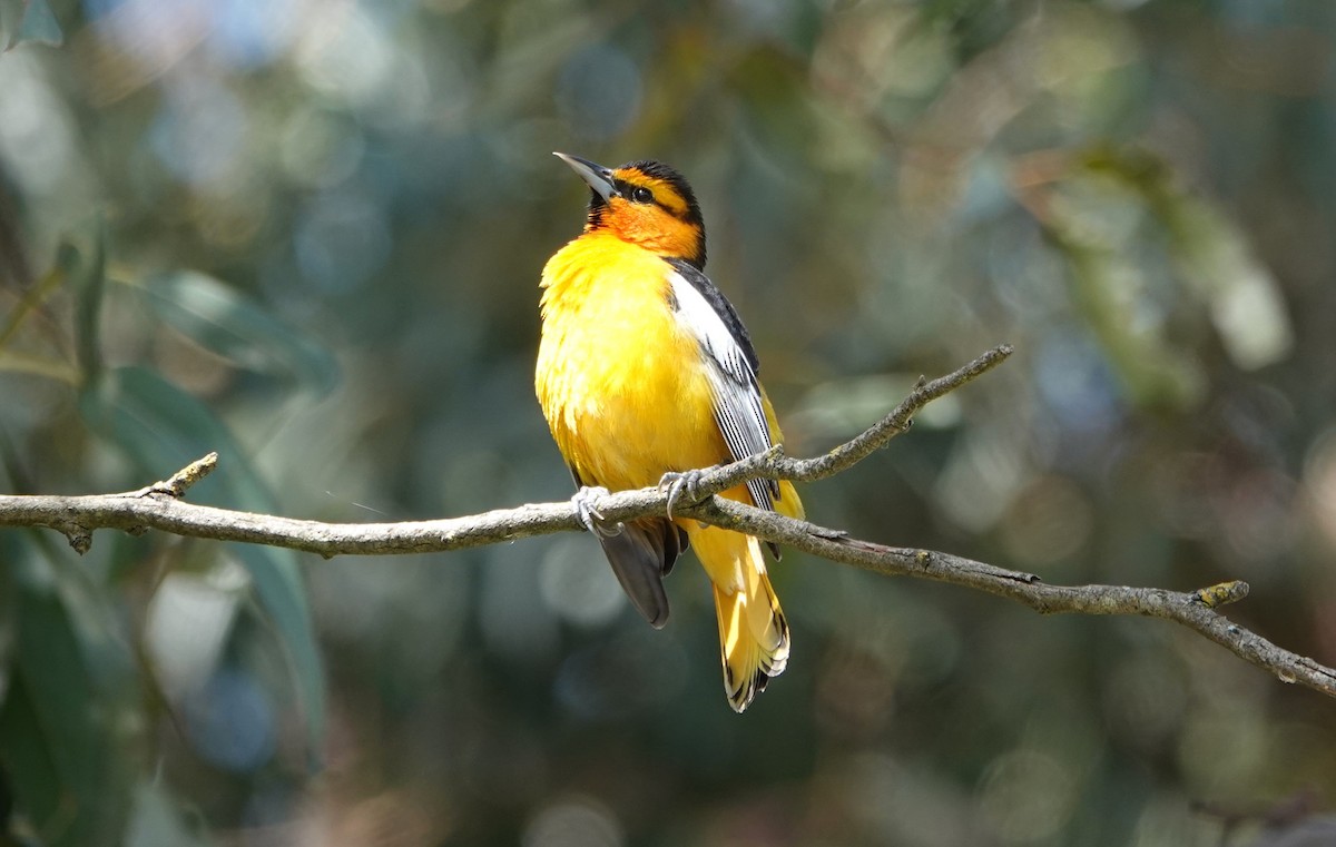 Bullock's Oriole - ML619660066