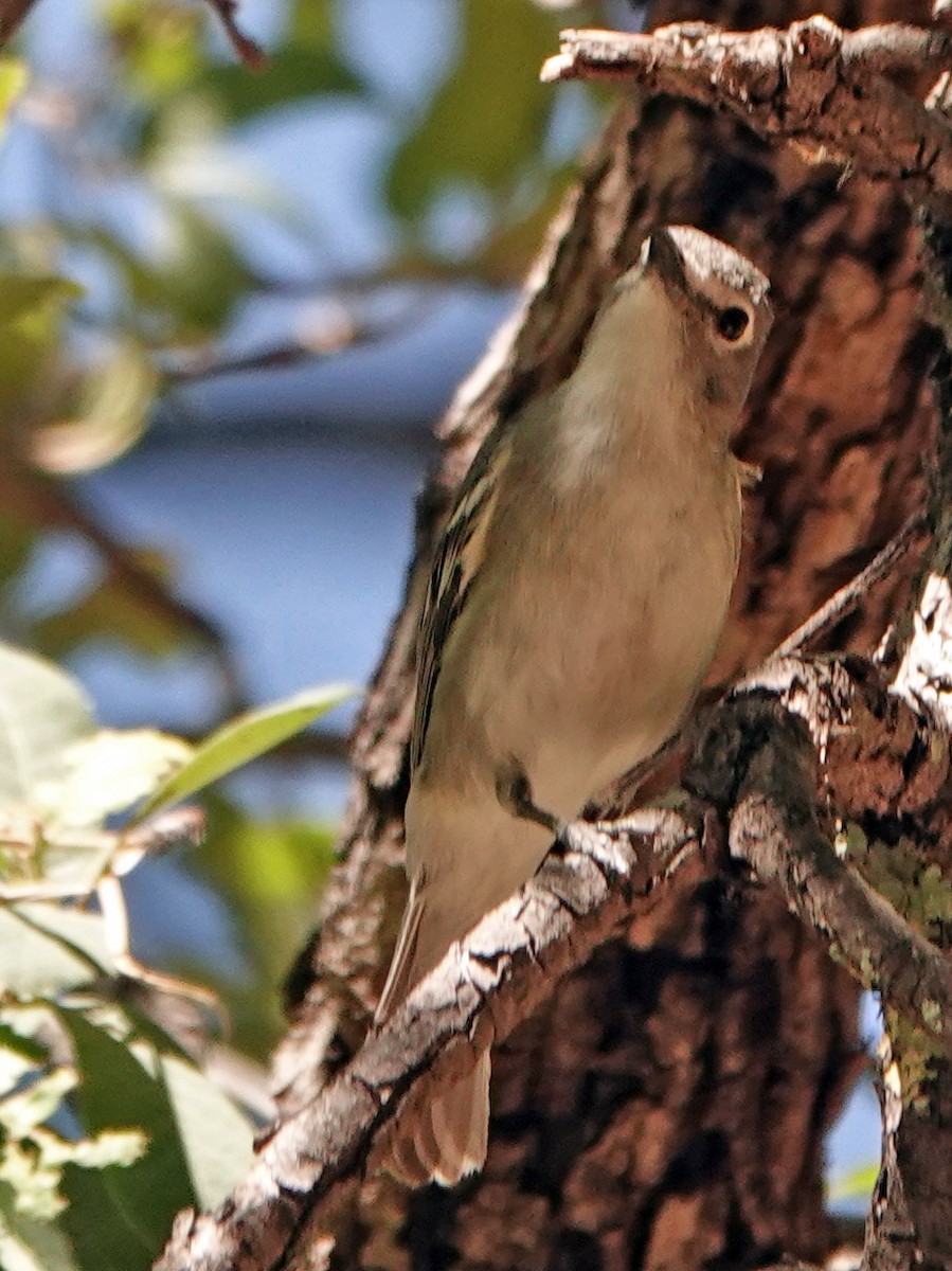 Plumbeous Vireo - Diane Drobka