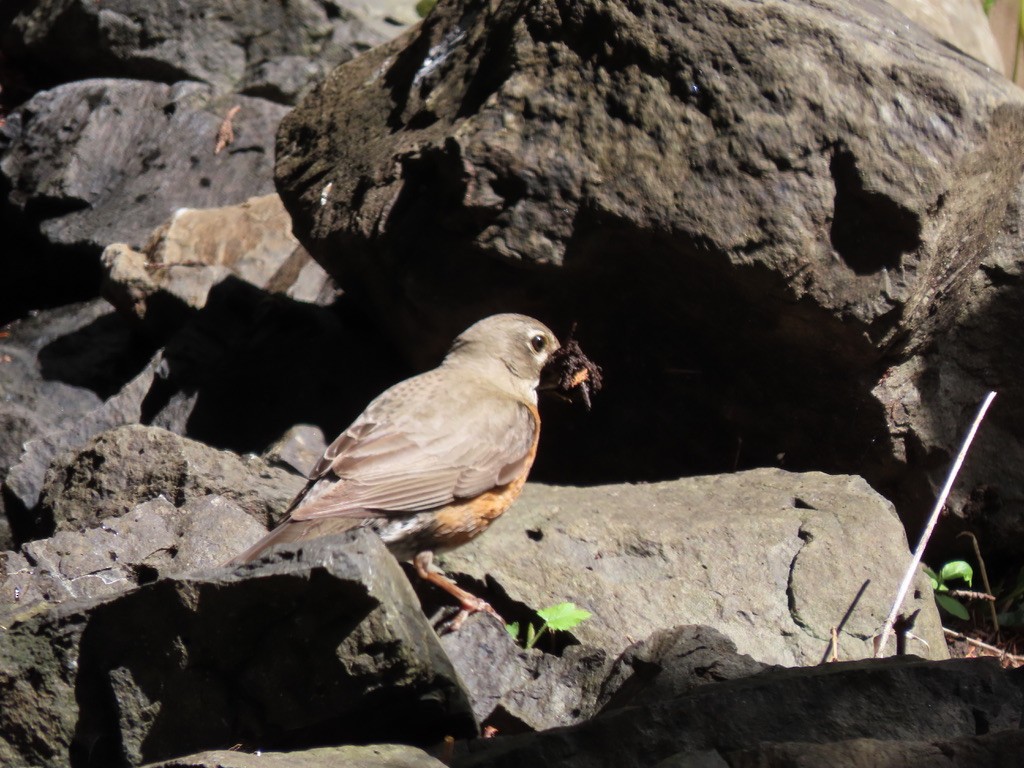 American Robin - Heidi Powers-Armstrong