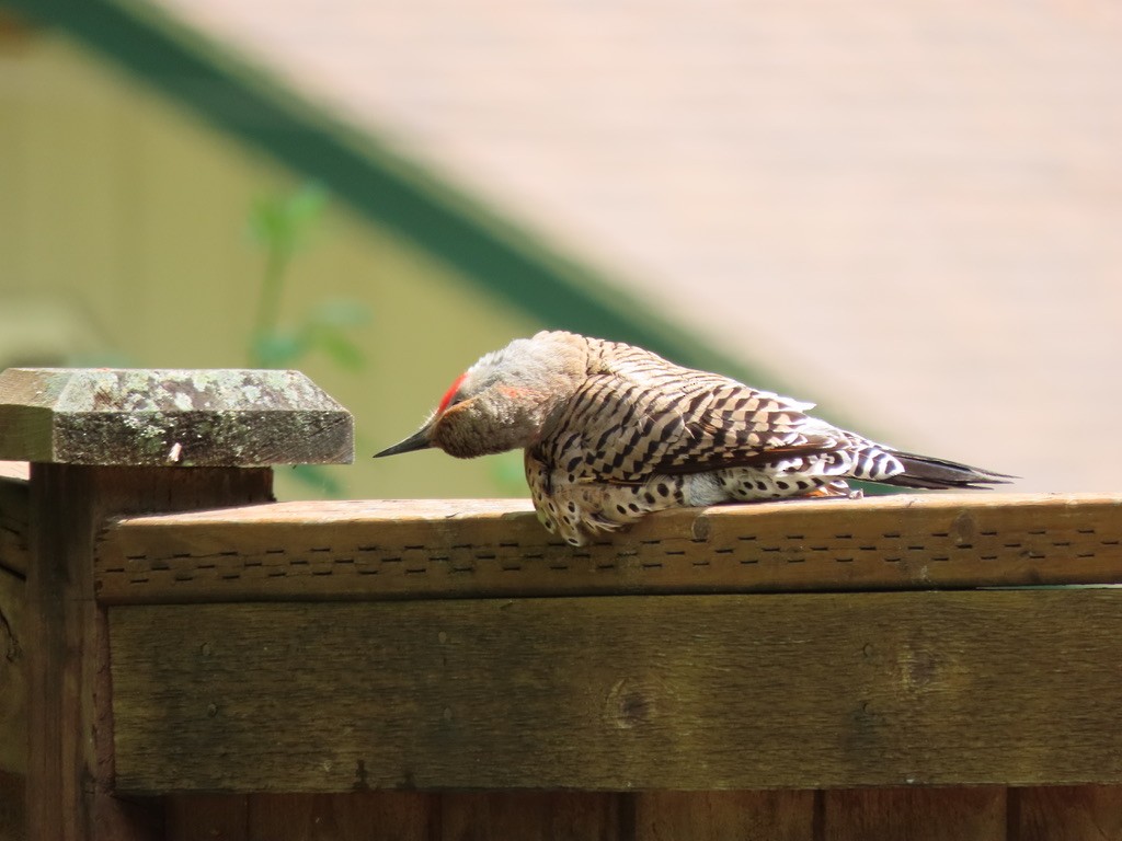 Northern Flicker - Heidi Powers-Armstrong