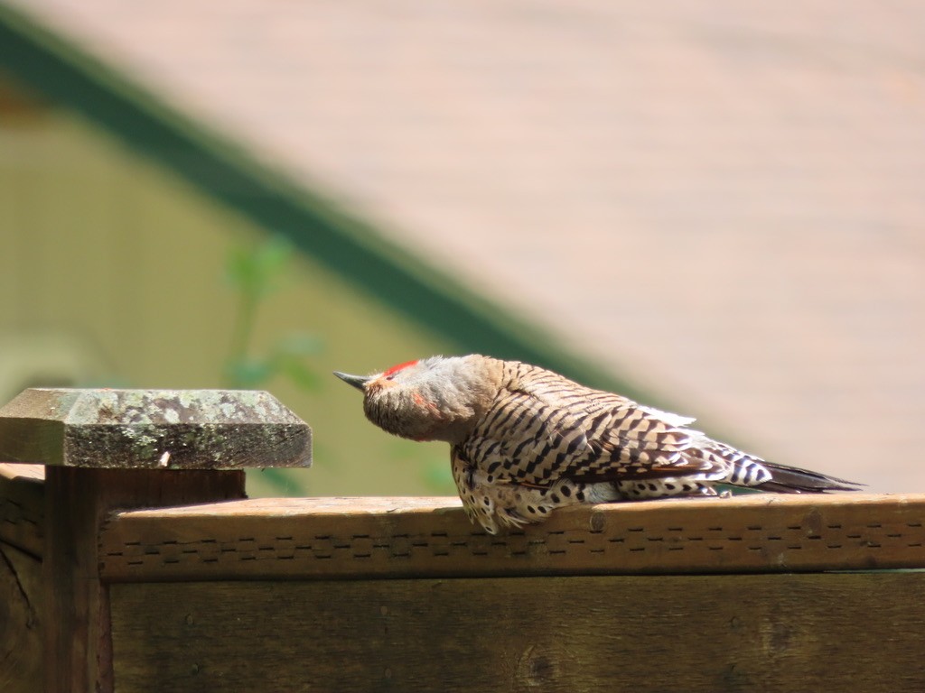 Northern Flicker - Heidi Powers-Armstrong