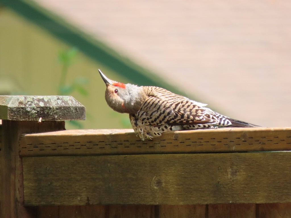 Northern Flicker - Heidi Powers-Armstrong