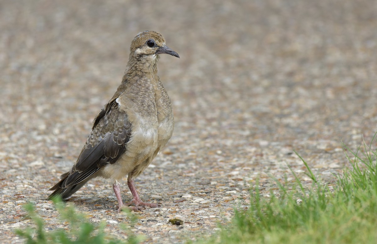 Mourning Dove - Ben Rippley