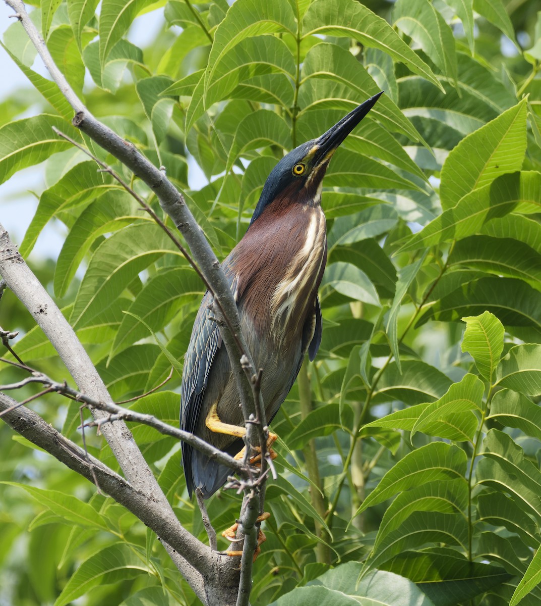 Green Heron - Ben Rippley