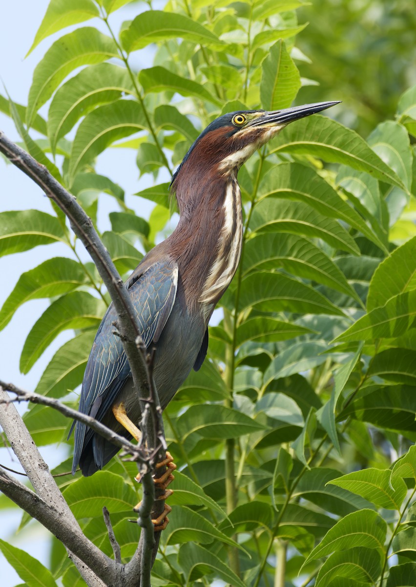 Green Heron - Ben Rippley