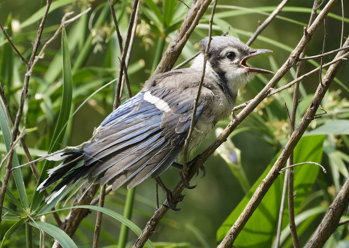 Blue Jay - Ben Rippley