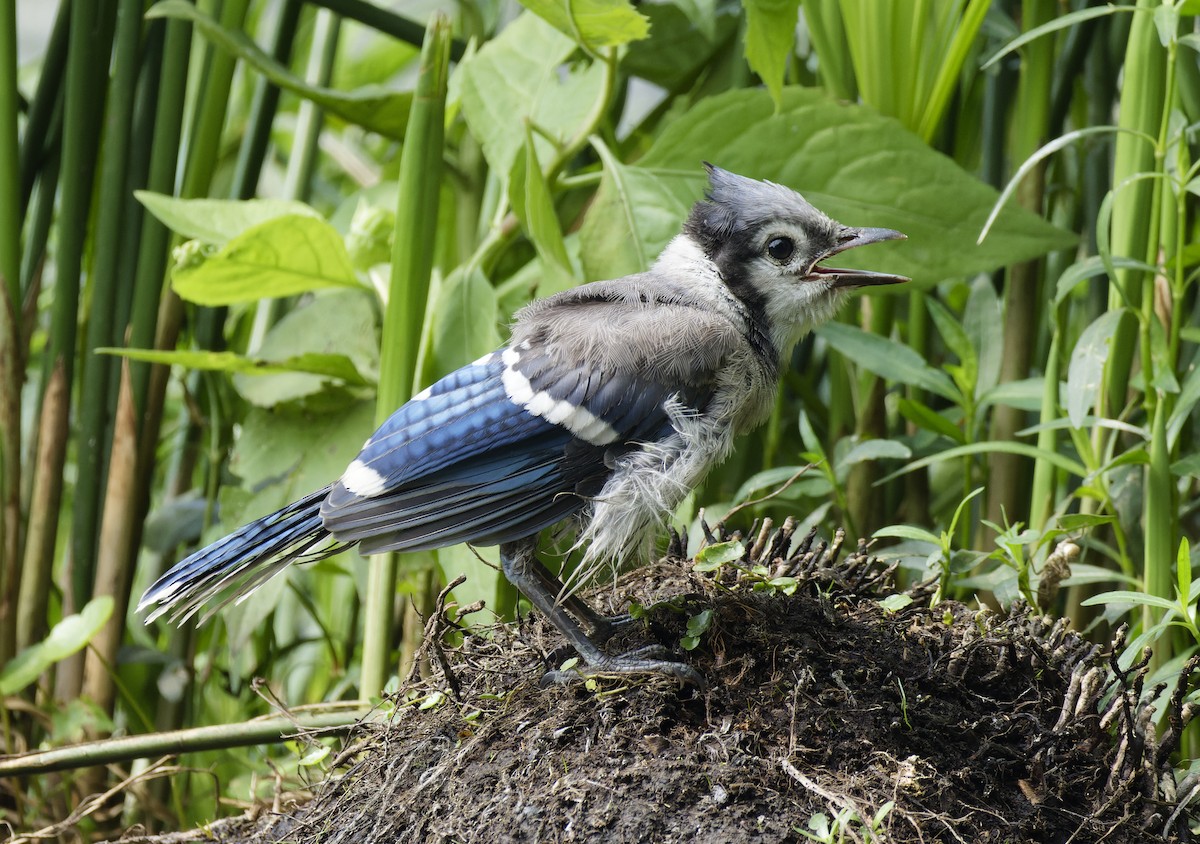 Blue Jay - Ben Rippley