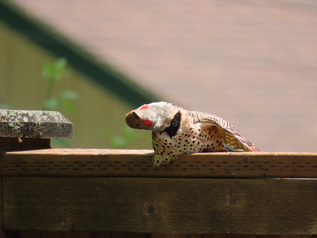 Northern Flicker - Heidi Powers-Armstrong