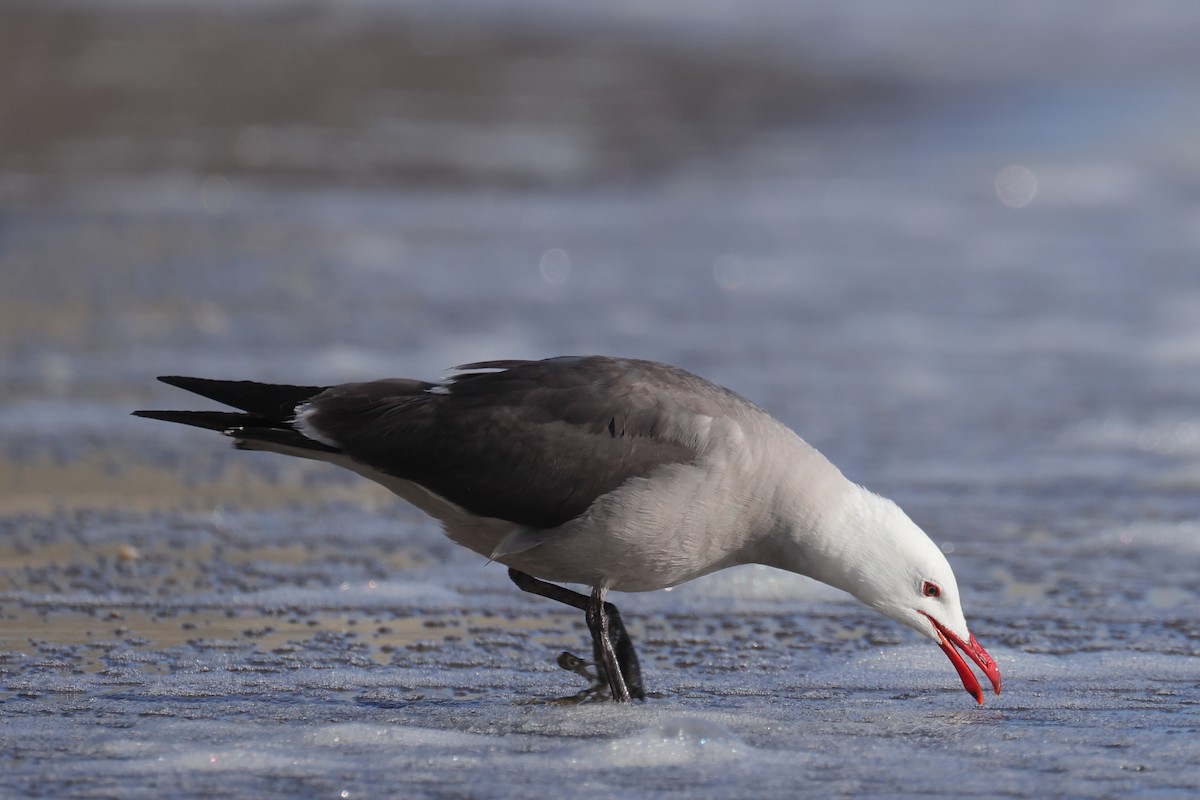 Heermann's Gull - Gregory Luckert