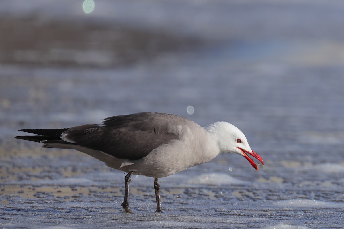 Heermann's Gull - Gregory Luckert