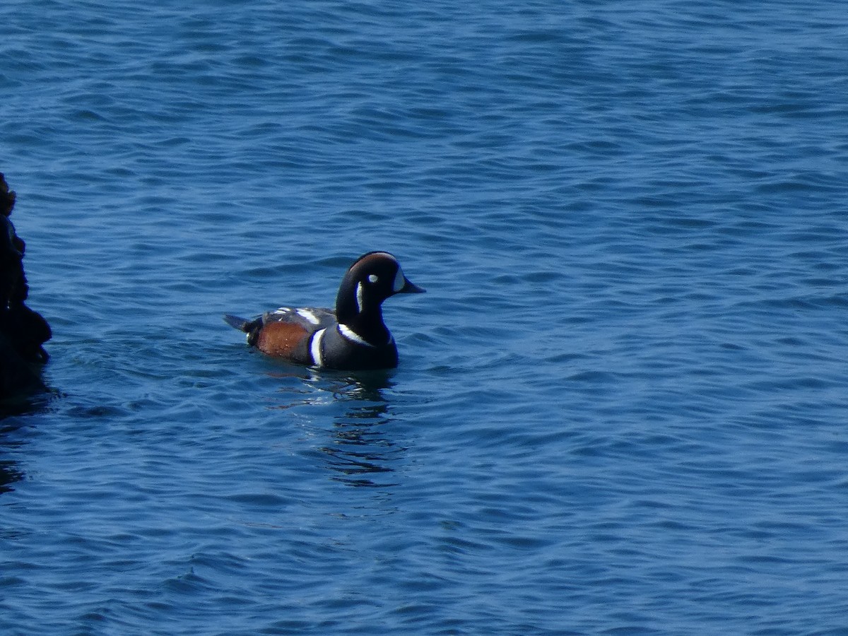 Harlequin Duck - ML619660109