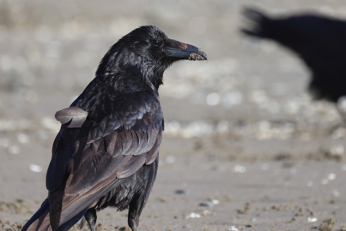 Common Raven - Gregory Luckert