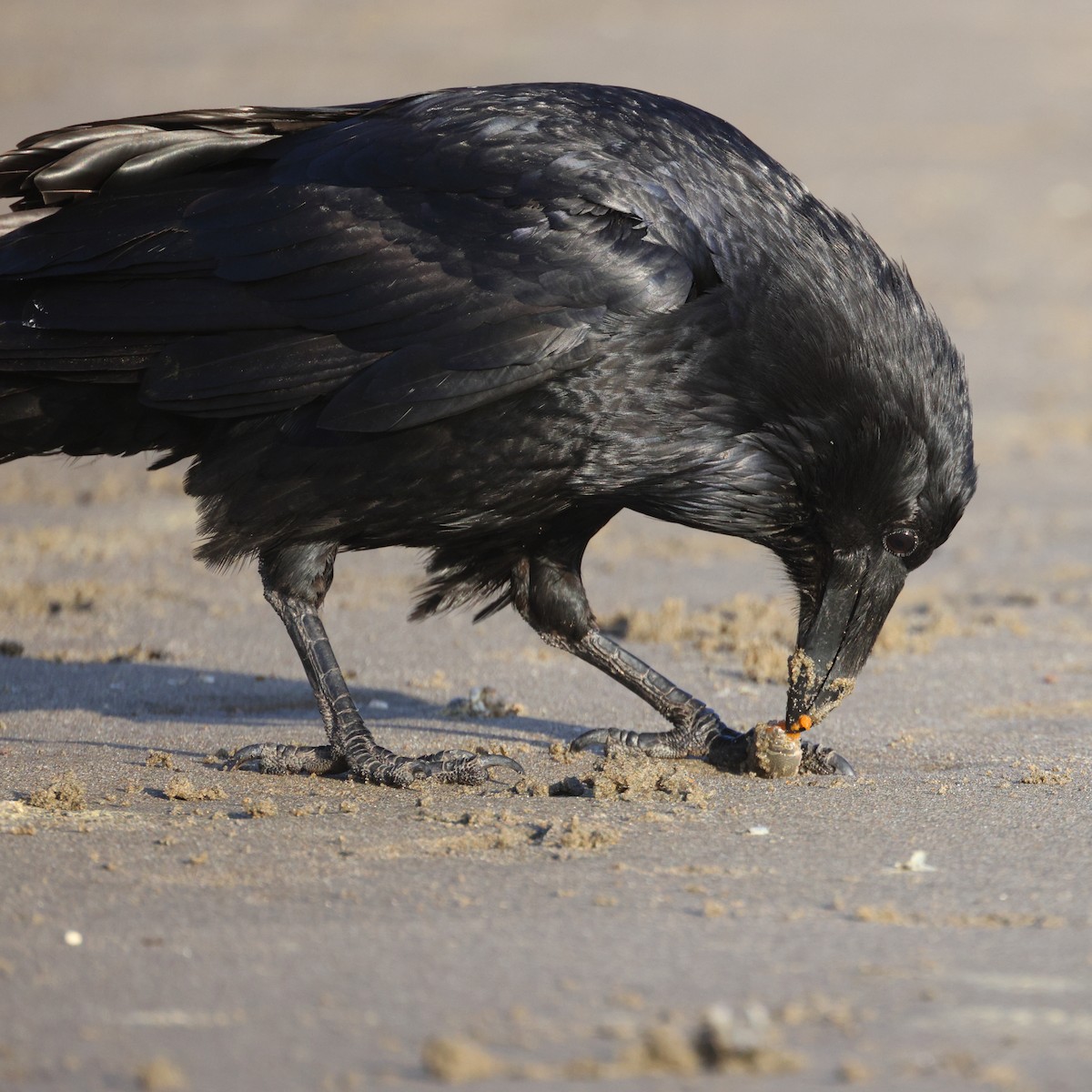 Common Raven - Gregory Luckert